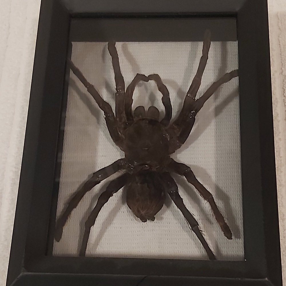 Framed Brown Spider Display